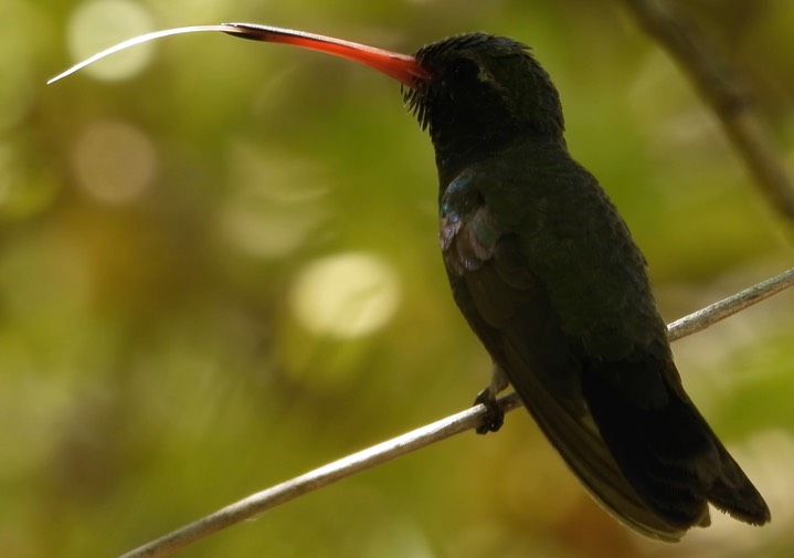 Hummingbird, Broad-billed3