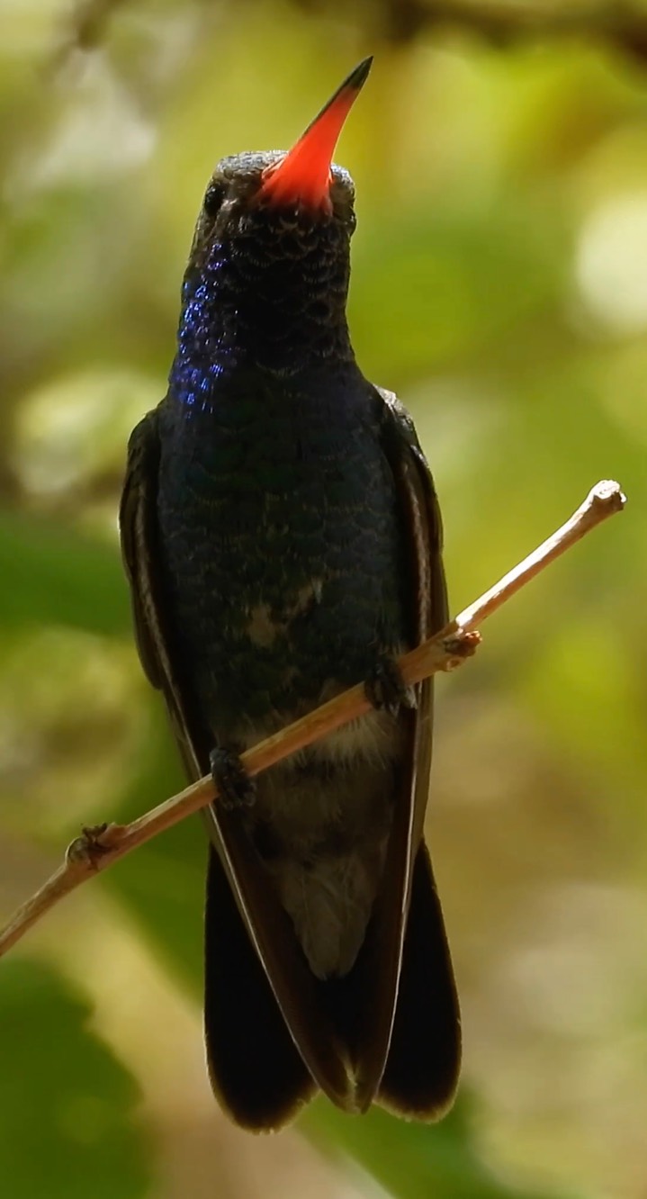 Hummingbird, Broad-billed4