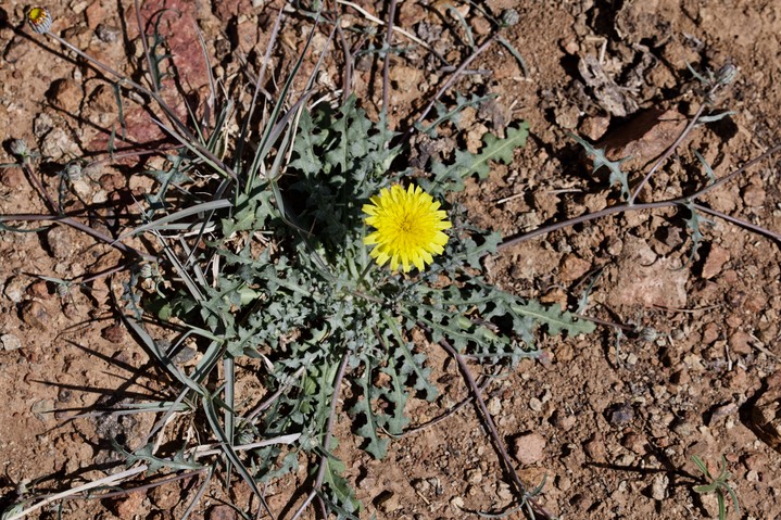 Malacothrix fendleri, Desert Dandelion w1