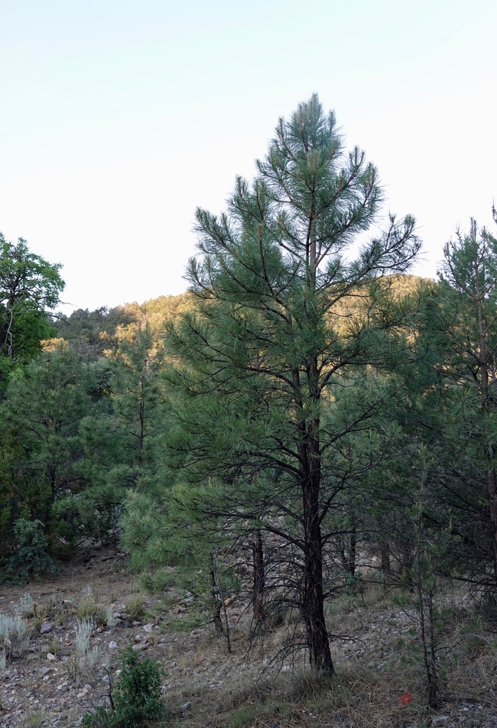 Ponderosa Pine  Sawmill Canyon 6-4b