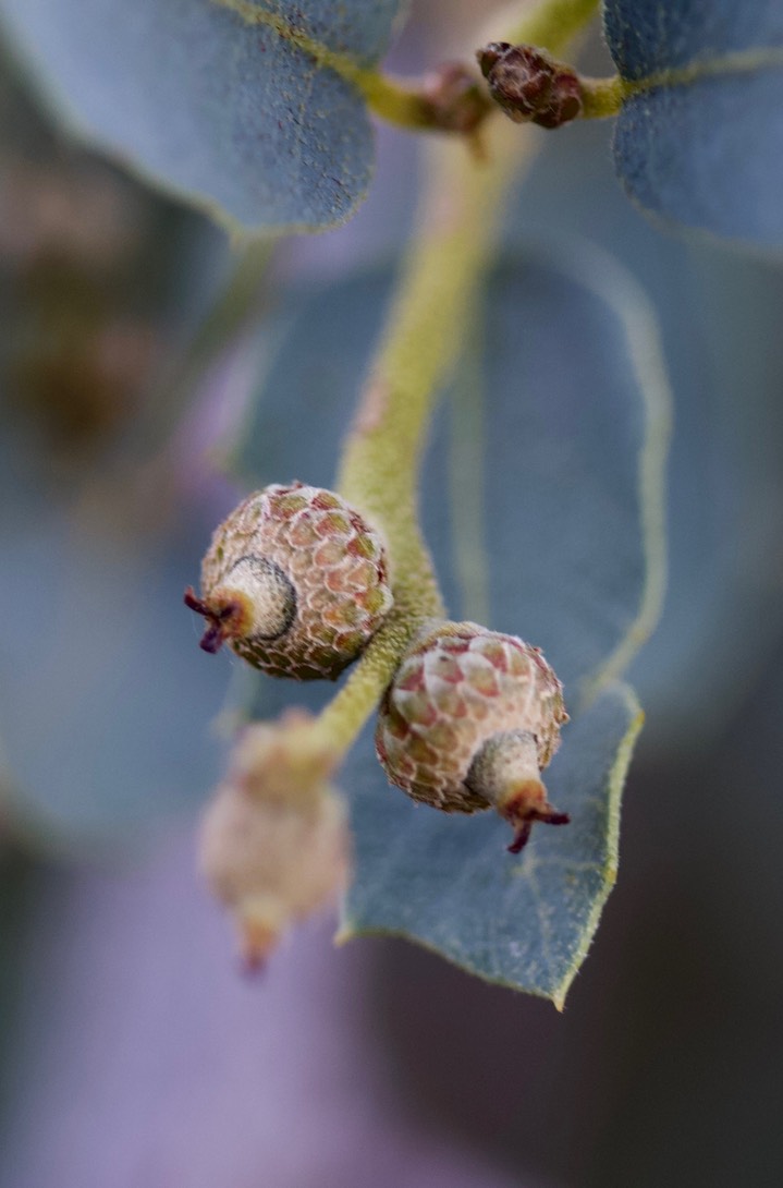 Quercus turbinella, Desert Scrub Oak