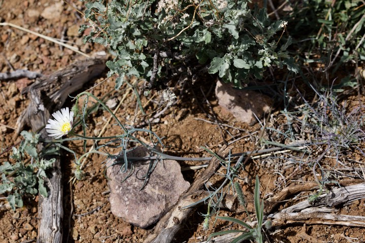 Rafinesquia neomexianca, Desert Chicory4