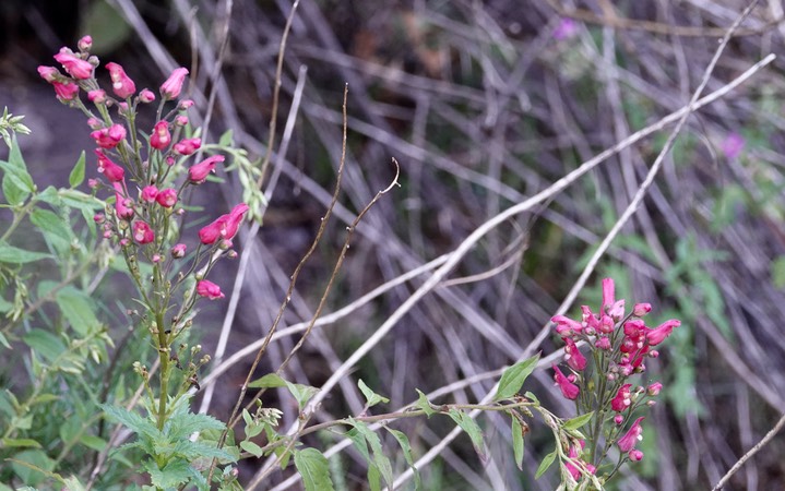 Railroad Canyon, Mimbres Figwort, Scrophularia macrantha2