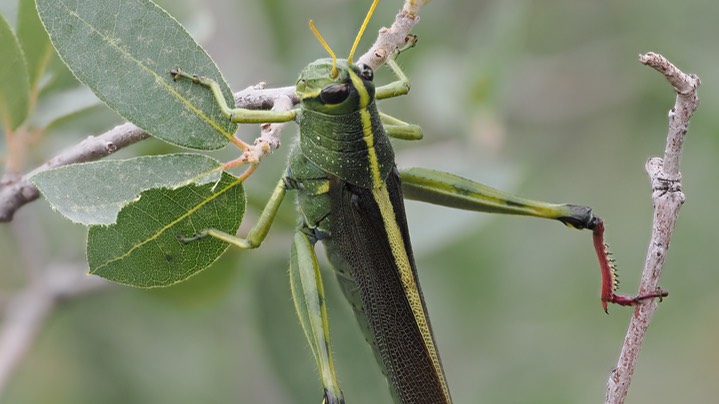 Schistocerca albolineata - White-lined Bird Grasshopper1