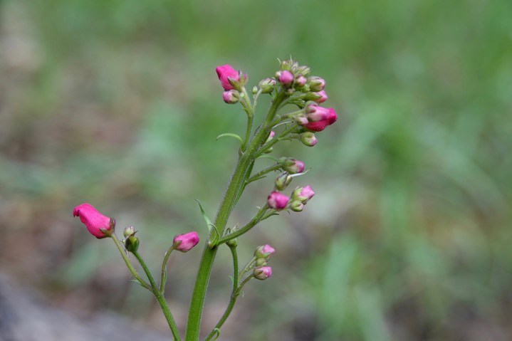 Scrophularia macrantha, New Mexico Figwort, Railroad Canyon, July 23, 2017