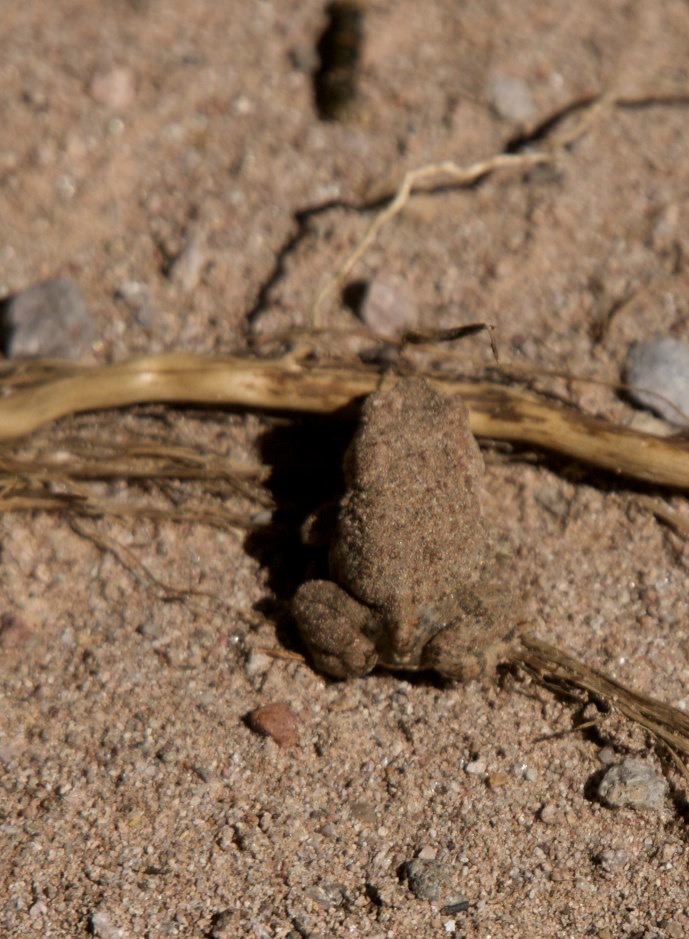 San Lorenzo, Grant County, New Mexico