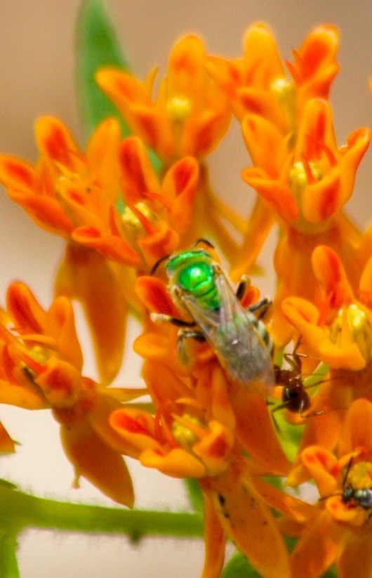 Asclepias tuberosa interior
Butterfly Milkweed
and Metallic Green Bee
Agapostemon sp.
Middle Percha, Black Range
New Mexico, USA