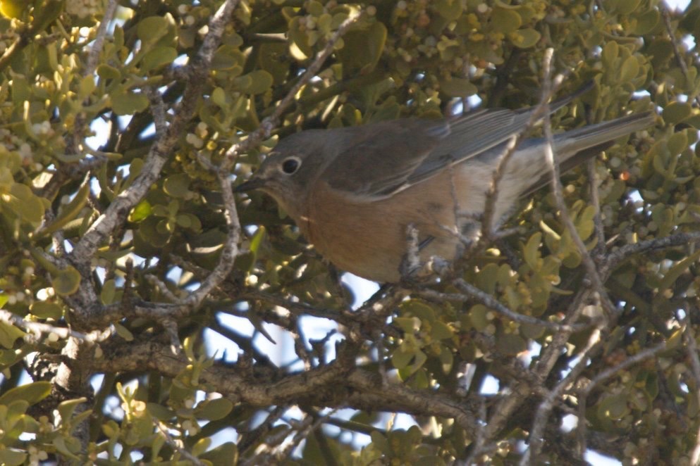 Western Bluebird, near Hillsboro, NM