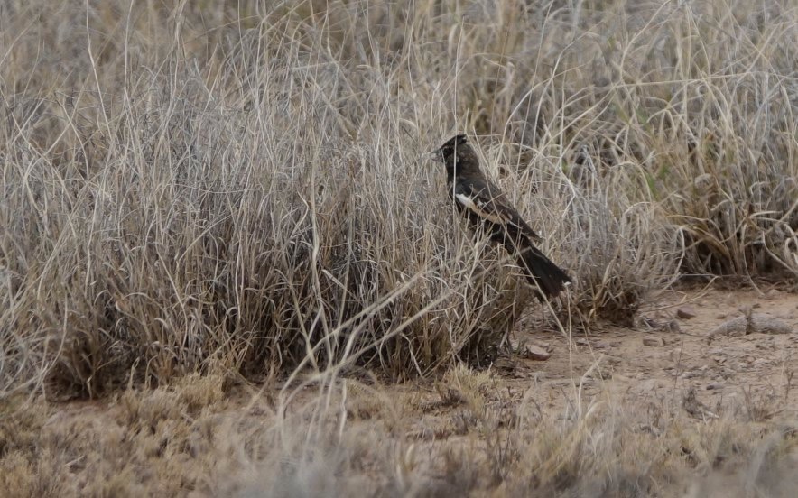 Bunting, Lark
Calamospiza melanocorys
NM-27 at Nutt Grasslands
South of Hillsboro, NM, USA