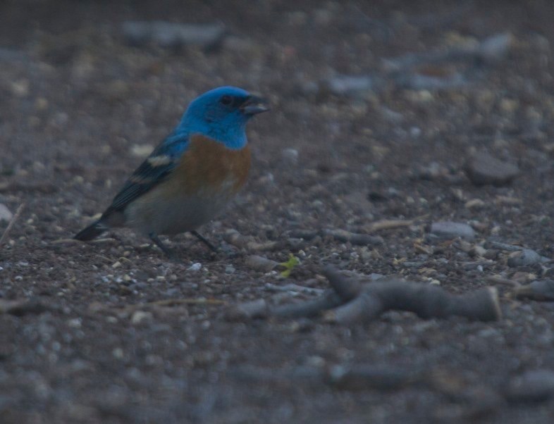 Lazuli Bunting, Hillsboro, NM