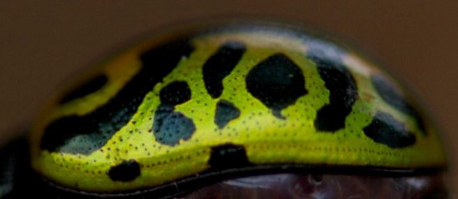 Calligrapha serpentina, Hillsboro yard, NM