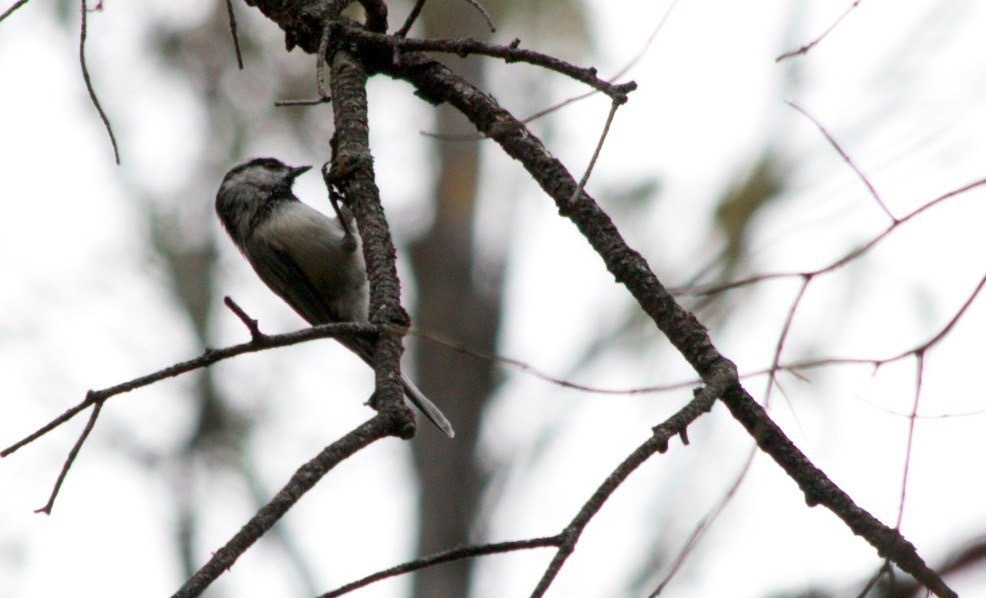 Chickadee, Mountain
Poecile gambeli gambeli
Sawyers Peak Trail
Black Range, New Mexico