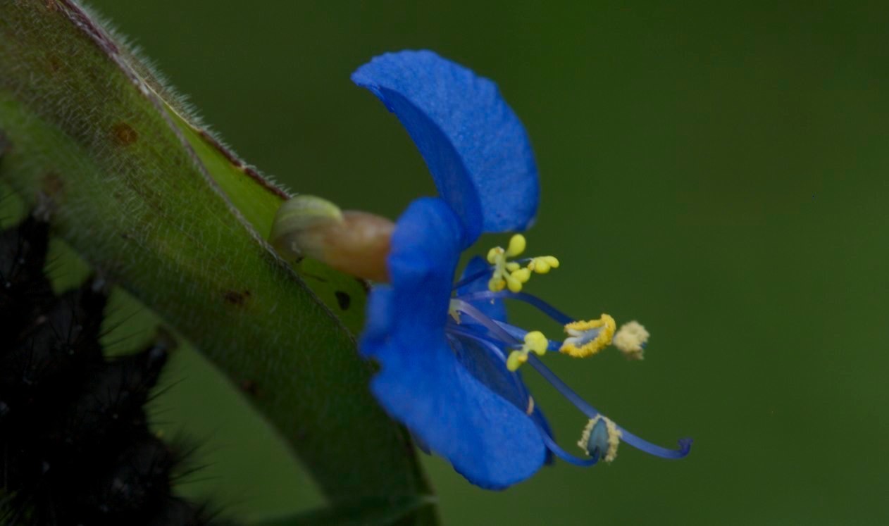 Commelina dianthifolia
Birdbill Dayflower
Railroad Canyon
Black Range, NM, USA