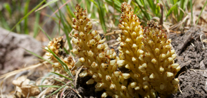 Conopholis aplina var. mexicana
Ground Cone
Railroad CAnyon
