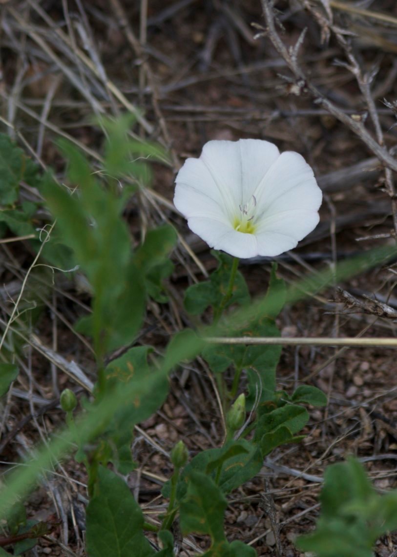 Convolvulus arvensis
Field Bindweed
San Lorenzo, New Mexico, USA