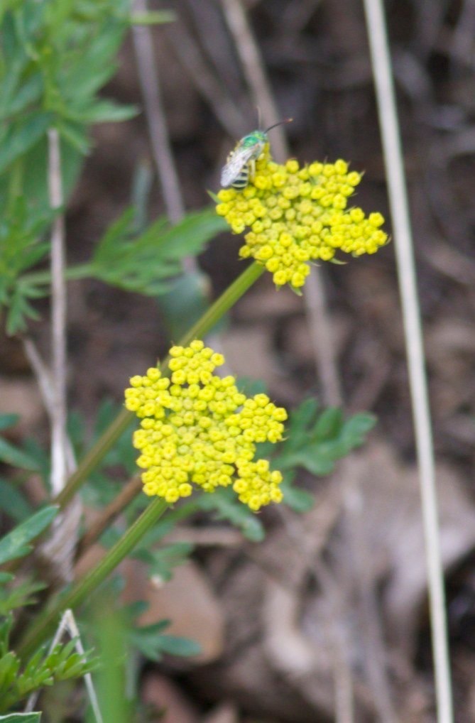 Trail 79
McKnight Cabin to McKnight Mountain  Mountain Parsley
Cymopterus lemmonii
Trail 79, south of McKnight Mountain, Black Range
New Mexico