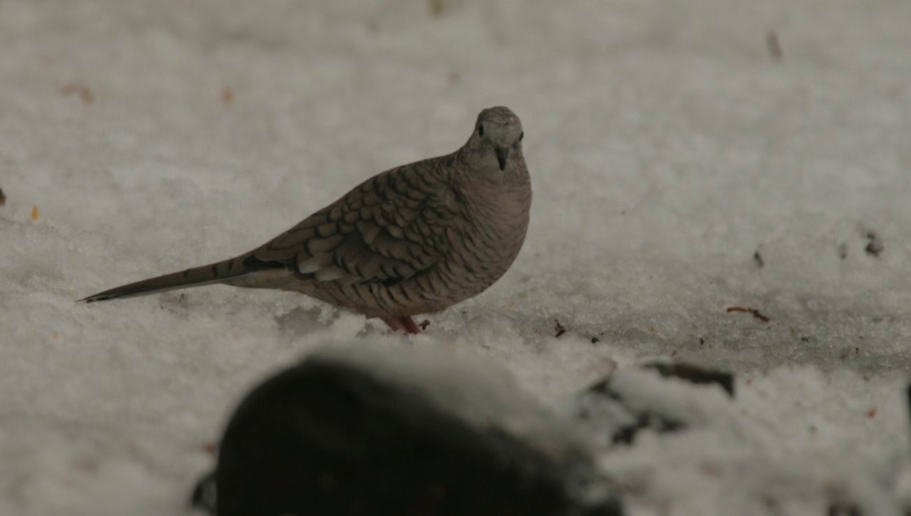 Inca Dove - Hillsboro NM