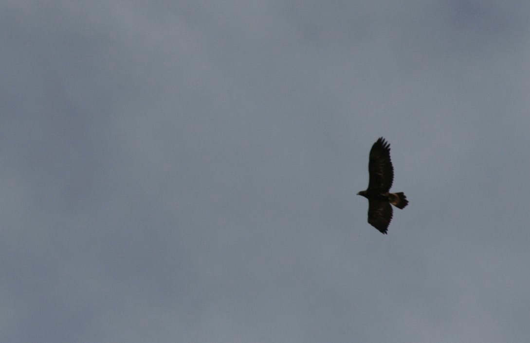 Percha Creek Book, East of Hillsboro,    - Golden Eagle