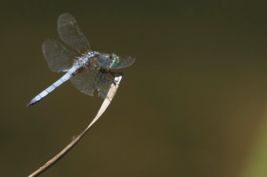 Percha Dam SP, NM  
Western Pondhawk
Erythemis collocata