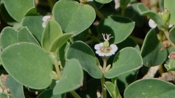 Euphorbia albomarginata
Rattlesnake Weed
South of Hillsboro
New Mexico, USA