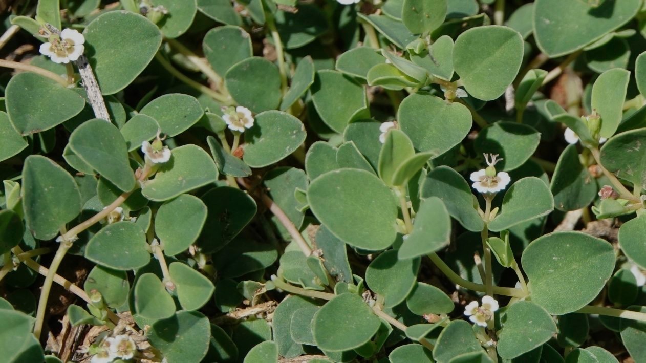 Euphorbia albomarginata
Rattlesnake Weed
South of Hillsboro
New Mexico, USA