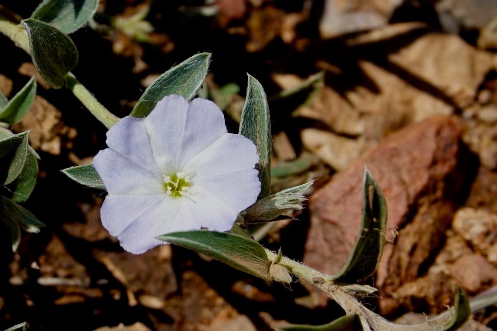 Evolvulus sericeus var. sericeus
Silky Evolvulus
South of Hillsboro
New Mexico, USA