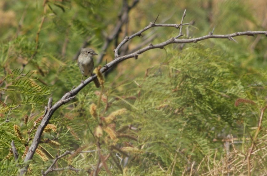 Flycatcher, Gray
Empidonax wrightii
Percha Creek, east of Hillsboro, NM