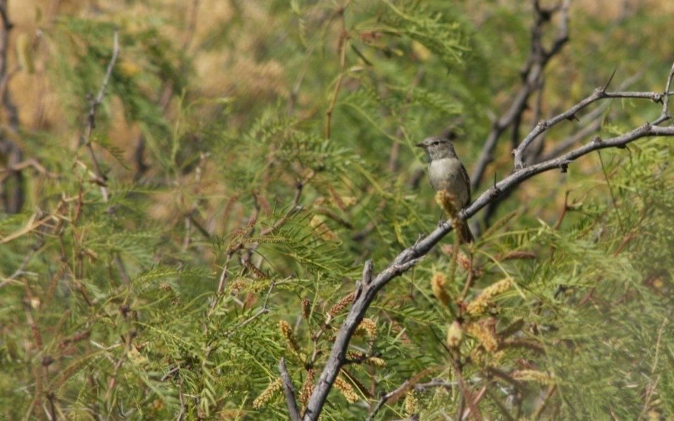 Flycatcher, Gray
Empidonax wrightii
Percha Creek, east of Hillsboro, NM
