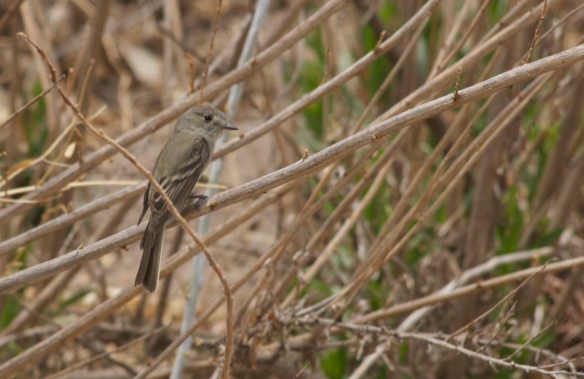 Gray Flycatcher, Rio Mimbres, San Lorenzo, NM