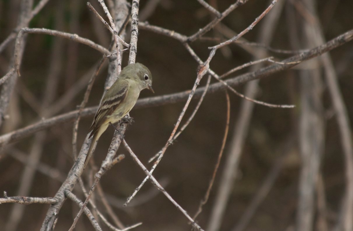 Gray Flycatcher, Rio Mimbres, San Lorenzo, NM