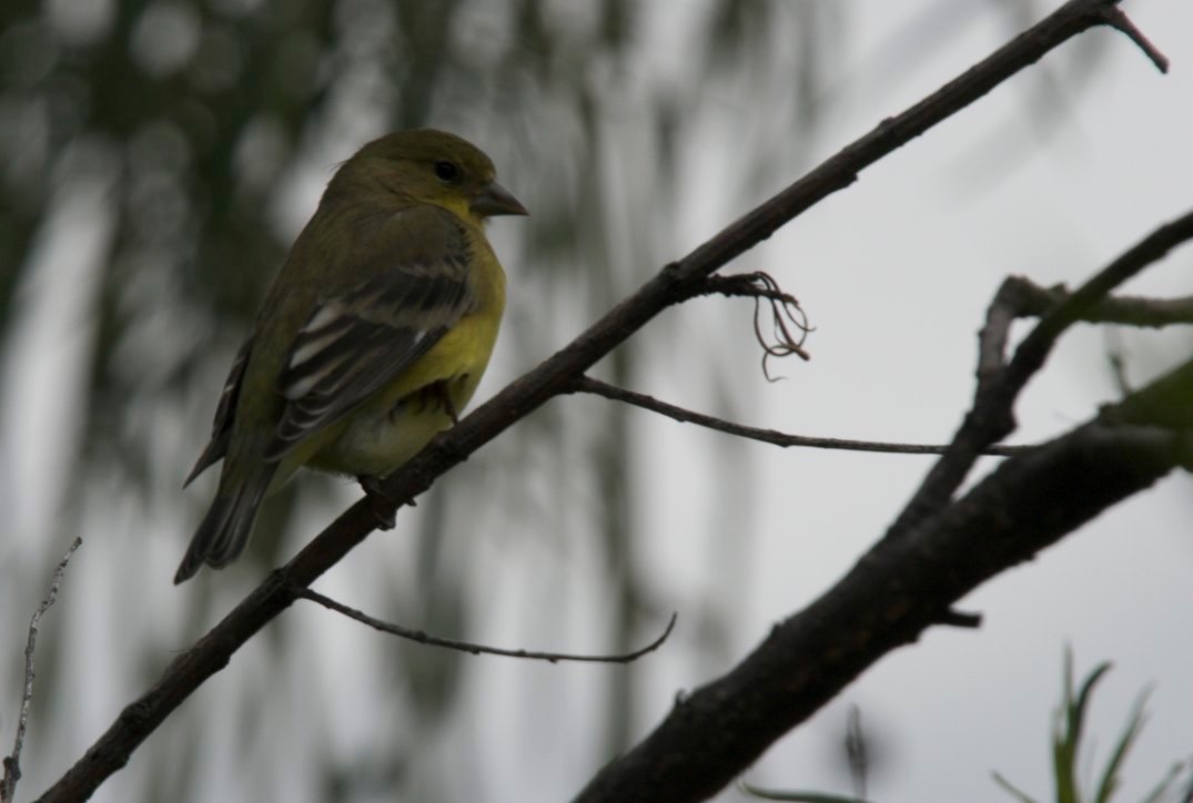 San Lorenzo, Grant County, New Mexico   - Lesser Goldfinch