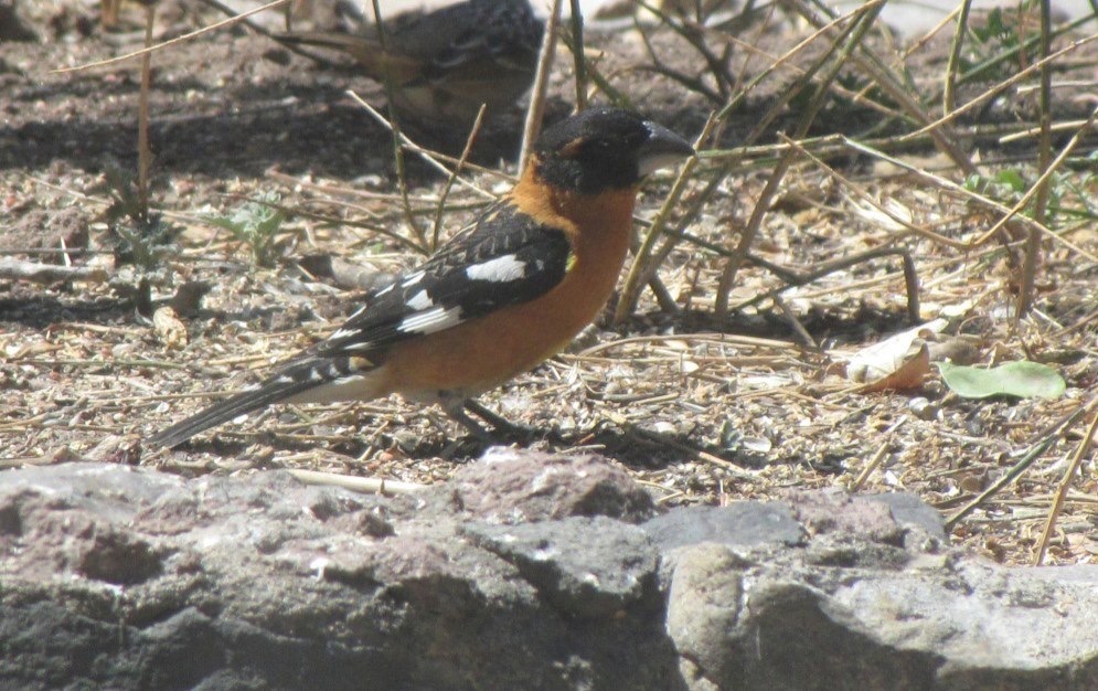 Black-headed Grosbeak, Hillsboro NM