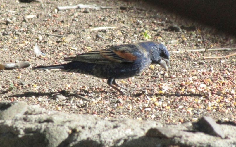 Blue Grosbeak, Hillsboro NM