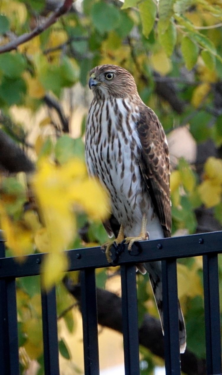 Hawk, Cooper's
Accipiter cooperii
Hillsboro, New Mexico, USA