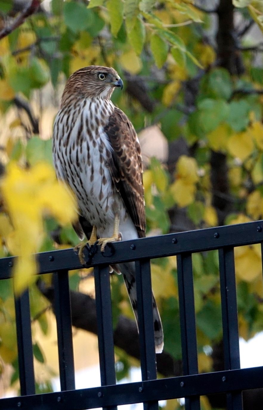 Hawk, Cooper's
Accipiter cooperii
Hillsboro, New Mexico, USA