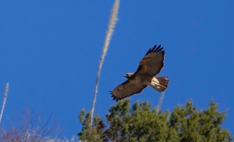 Hawk, Red-tailed
East of Hillsboro, NM, USA