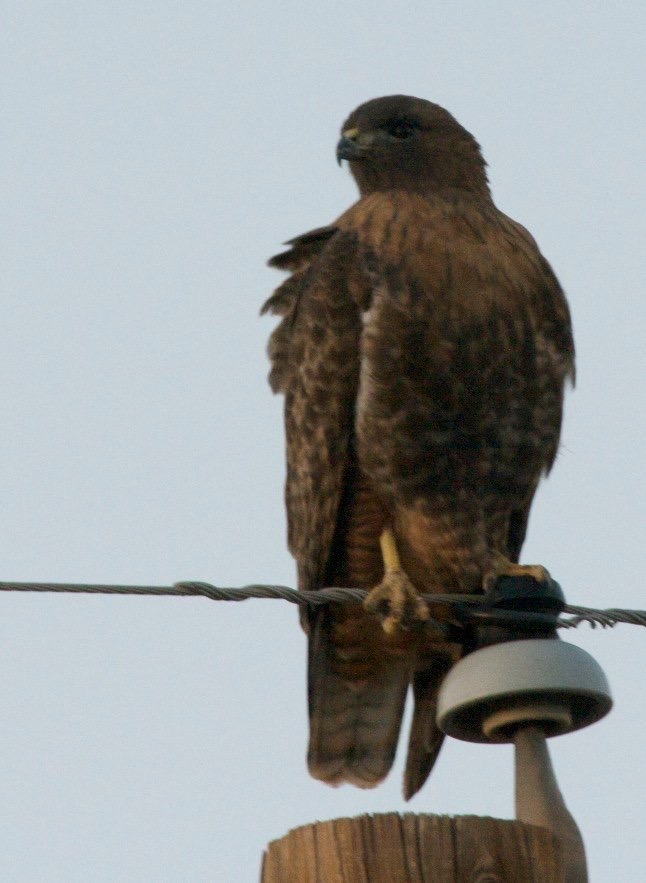 Red-tailed Hawk (Rufous) Buteo jamaicensis calurus - near Nutt, NM