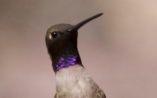 Black-chinned Hummingbird, Hillsboro NM