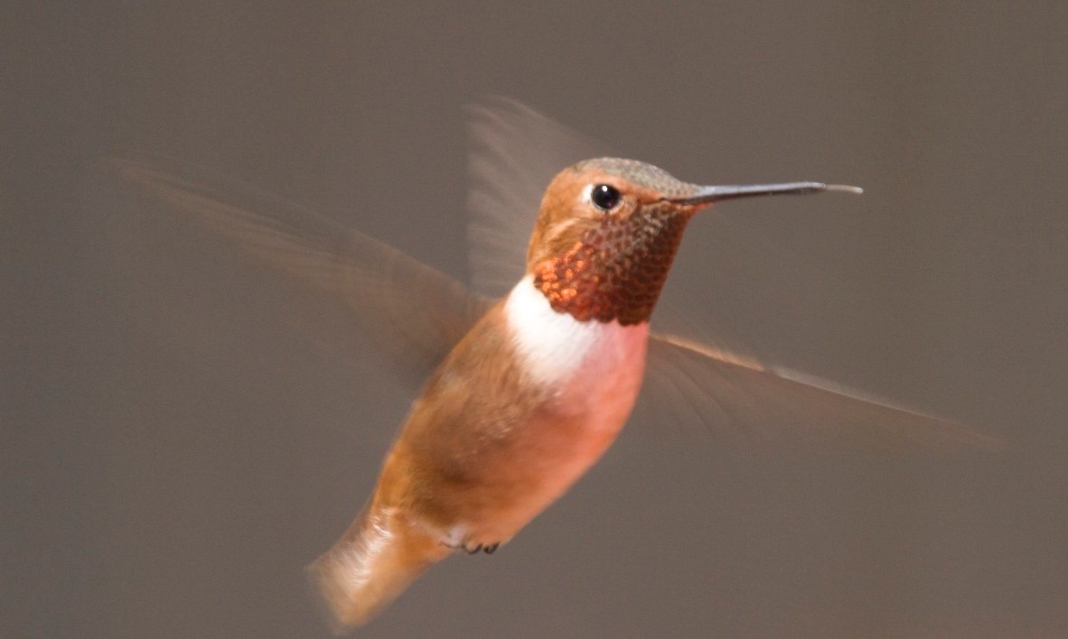 Rufous Hummingbird, Hillsboro NM