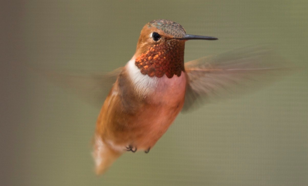 Rufous Hummingbird, Hillsboro NM