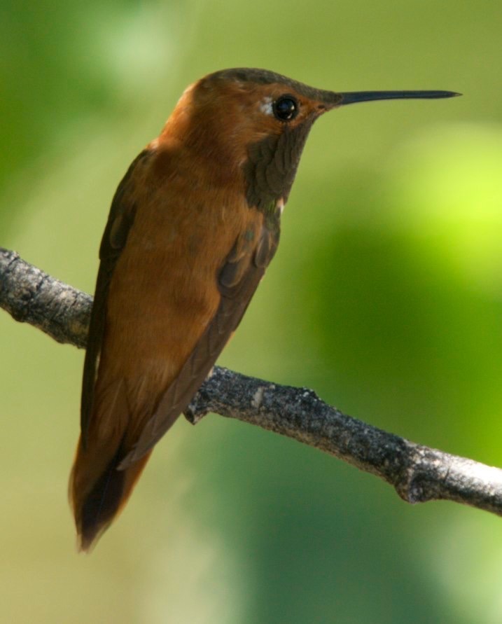 Rufous Hummingbird, Hillsboro, NM