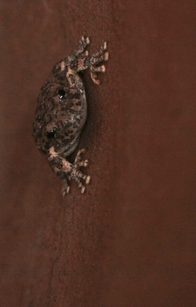 Hillsboro, New Mexico, USA  Canyon Tree Frog, Hyla arenicolor, Hillsboro, NM
