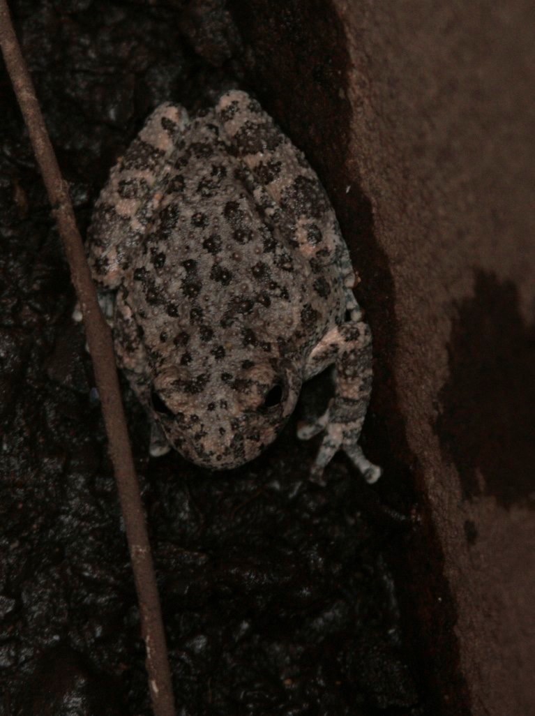 Hillsboro, New Mexico, USA  Canyon Tree Frog, Hyla arenicolor, Hillsboro, NM