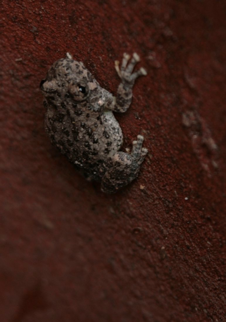 Hillsboro, New Mexico, USA  Canyon Tree Frog, Hyla arenicolor, Hillsboro, NM