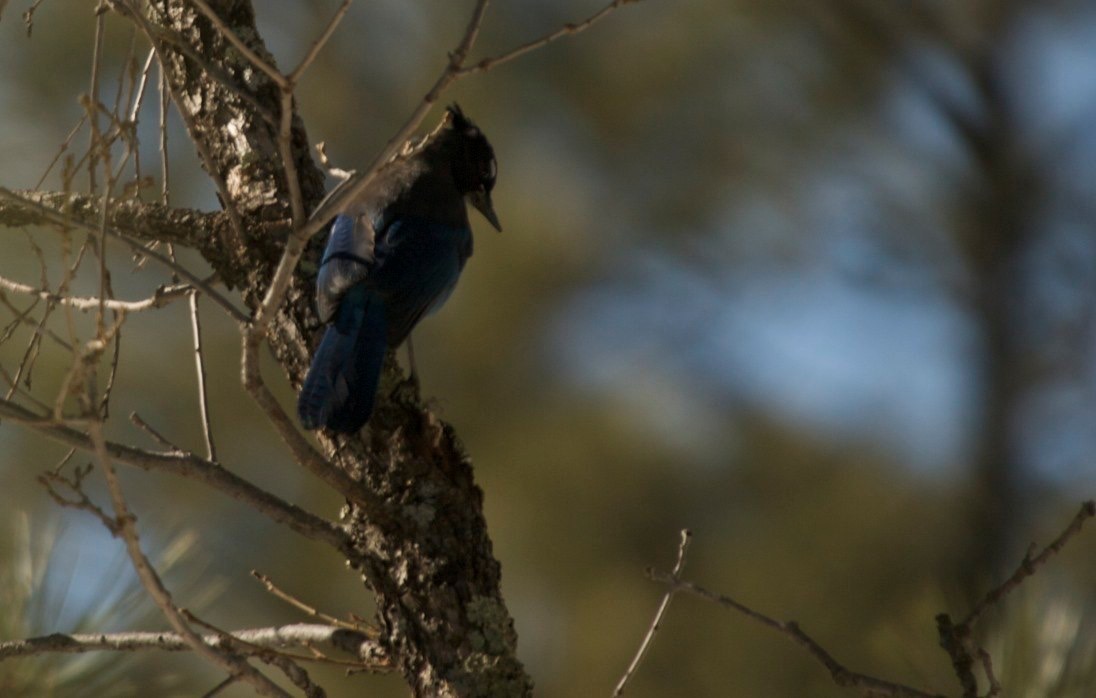 Stellar's Jay, Wright's Cabin, Emory Pass, NM