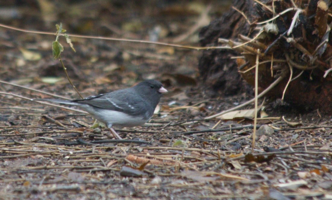 Dark-eyed Junco
Hillsboro, NM
  White-winged Group
Junco hyemalis aikeni