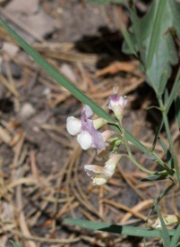 Lathyrus graminifolius
Grass-leaved Peavine
Railroad Canyon
