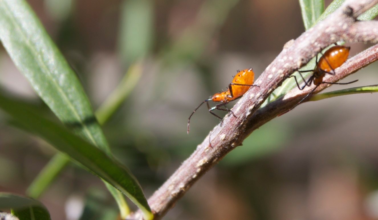 Leaf-footed Bug
Probably
Leptoglossus phyllopus
Hillsboro