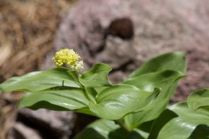 Maianthemum racemosum
False Solomon's Seal
Railroad Canyon
