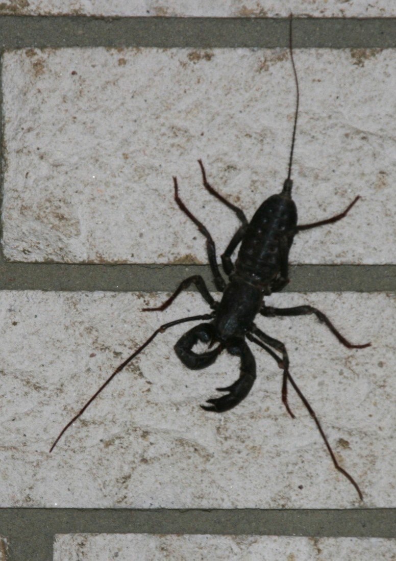 Vinegaroon
Scientific Name: Mastigoproctus giganteus (Lucas) - Hillsboro, New Mexico